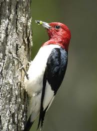 wood pecker